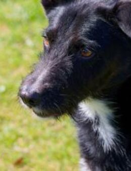 BONO SUCHT ERNEUT NACH EINEM ZUHAUSE - Mönchengladbach