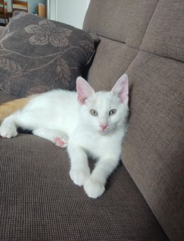 Kitten, kleiner Kater sucht ein Zuhause für immer - Heinsberg Zentrum
