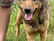 Cuno - dringend Zuhause gesucht!!❤️❤️ - Lohra