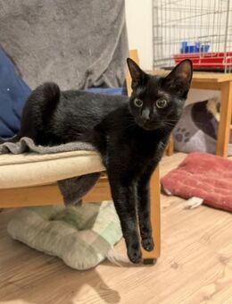 🐈🌼Junge Katze Willow🌼🐈 - Eislingen (Fils)