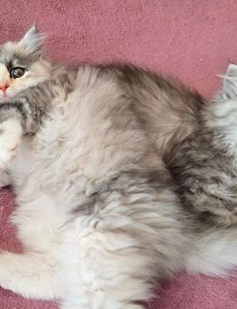 Nur Noch 1 kitten Siebirische Waldkatze-Perser/Regdoll - Borkow