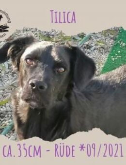 Tilica - Rotenburg (Fulda)