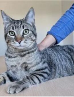 Runner - verspielter Kater sucht Familie - Wilhelmsfeld