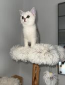 BKH Silver Shaded Kitten (13 Wochen) – geimpft & sehr zutraulich in 73457