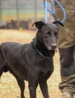 Kormos-VA, aktiver Entdecker auf der Suc - Neustadt (Rübenberge)