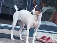 PENNY- SENSIBLES HUNDEMÄDCHEN - Algermissen