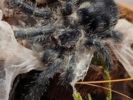 Avicularia purpurea Jungspinnen - Lübtheen