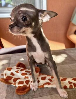 💖 Bell winzige Chihuahua-Prinzessin - Kassel