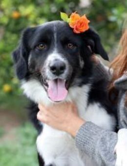 Christos sucht sein Glück! - Krefeld