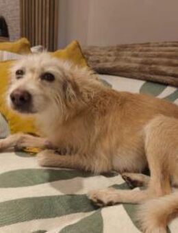 Vainilla sucht ein warmes Plätzchen - Berlin