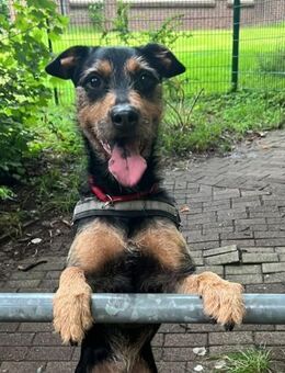 Frodo träumt von einem eigenen Zuhause - Laatzen