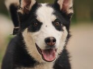 Lebensfroher Chico sucht seine Familie - Duisburg