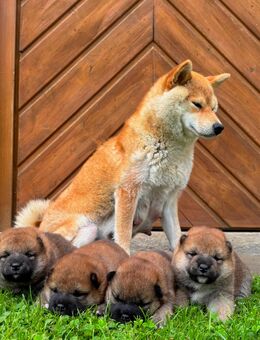 Reinrassige Shiba Inu Welpen in gute Hände abzugeben! - Dierdorf Zentrum