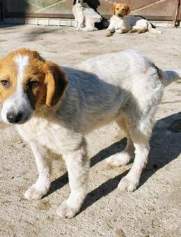 Lucy - jung und neugierig - Westerholt