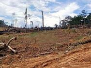 Brasilien Brasilien 1'500 Ha Rohstoff-Land zu verkaufen im Süden von Manaus AM - Waldshut-Tiengen