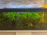 150 Liter Aquarium zu verkaufen - Lüdinghausen