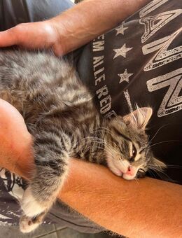 Kitten sucht Dosenöffner für immer - Gladbeck