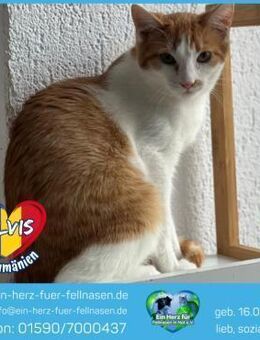 Elvis wartet auf seine Menschen! - Waakirchen