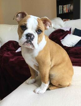 Männliche Englische Bulldogge - Unterhaching