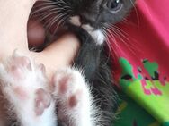 Hausbabykatzen zu verkaufen! - Wiesbaden Kastel