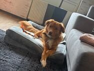 Odin sucht ein Zuhause - Köln