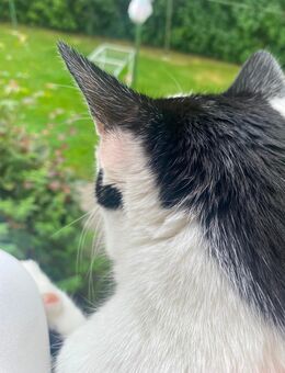 Kater sucht liebevolles Zuhause - Adelheidsdorf
