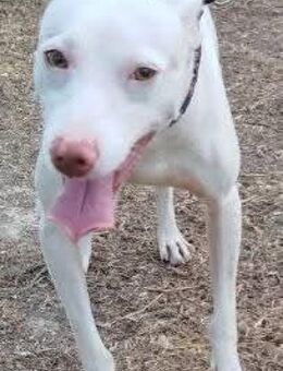 Gabriel ist etwas dominant - Donaueschingen