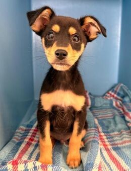 Salvo sitzt im italienischen Canile - Bad Vilbel