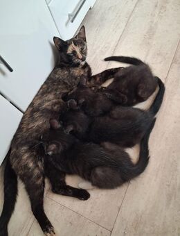 Junge Hauskatze - Kriebitzsch