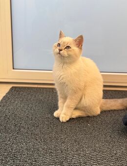 Kitten abzugeben - Hamburg