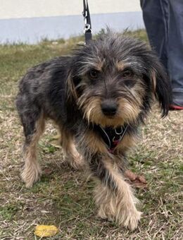 Zoe - verschmust und freundlich - in DE - Westerholt