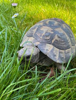 Griechische Landschildkröte Männchen - Mülheim (Ruhr)