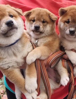 Zuckersüße Shiba Inu Welpen - Duisburg