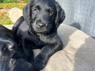 Labradoodle Welpen F1 - Spelle