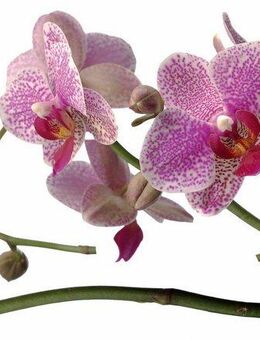Komar Wandtattoo Orchidee - Größe 100 x 70 cm, selbstklebend, Wandsticker