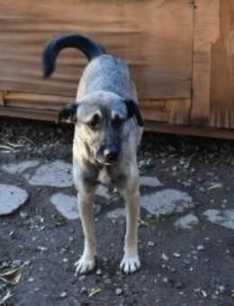 Minka, offene Hündin sucht neue Familie - Unterföhring