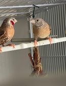 Bandastrild Pärchen in 67259