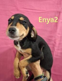 Enya2 verspielt u. lieb 09/25 ESP - Ruppertsecken