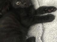 4 katzenkinder schwarz - Saarbrücken