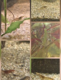 Zwerggarnelen Wildfarbene - Reichertshofen