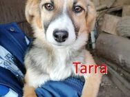 TARRA ❤ sucht Zuhause oder Pflegestelle - Langenhagen