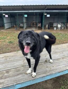 Notfall - Senior Blacky - Schlitz