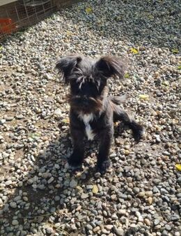 FLEDDI, verspielt und lieb sucht Familie - Leonberg (Baden-Württemberg)