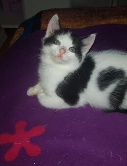 Maine Coon Mix Kitten - Wuppertal