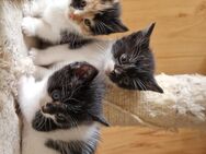 Kleine putzige kitten - Velbert