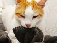 Verschmuster Goldie sucht seine Familie - Margetshöchheim