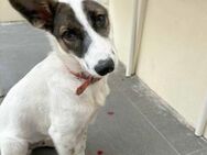 Süßer Leo sucht sein Zuhause - Dittelbrunn
