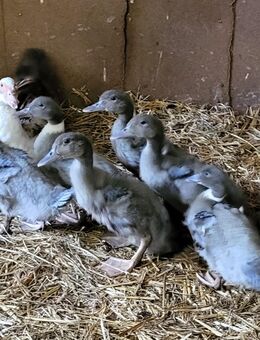 Enten Mutter mit 7 Küken - Warmsen