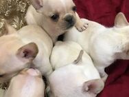 Süße französische Bulldoggenwelpen zur Adoption - Berlin