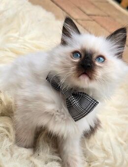 Liebevolle Ragdoll Kitten suchen ihr Für-Immer-Zuhause <3 - Hilgertshausen-Tandern